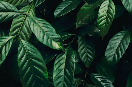 Gratis lagerfoto af blade, løv, mørkegrønne planter Lagerfoto