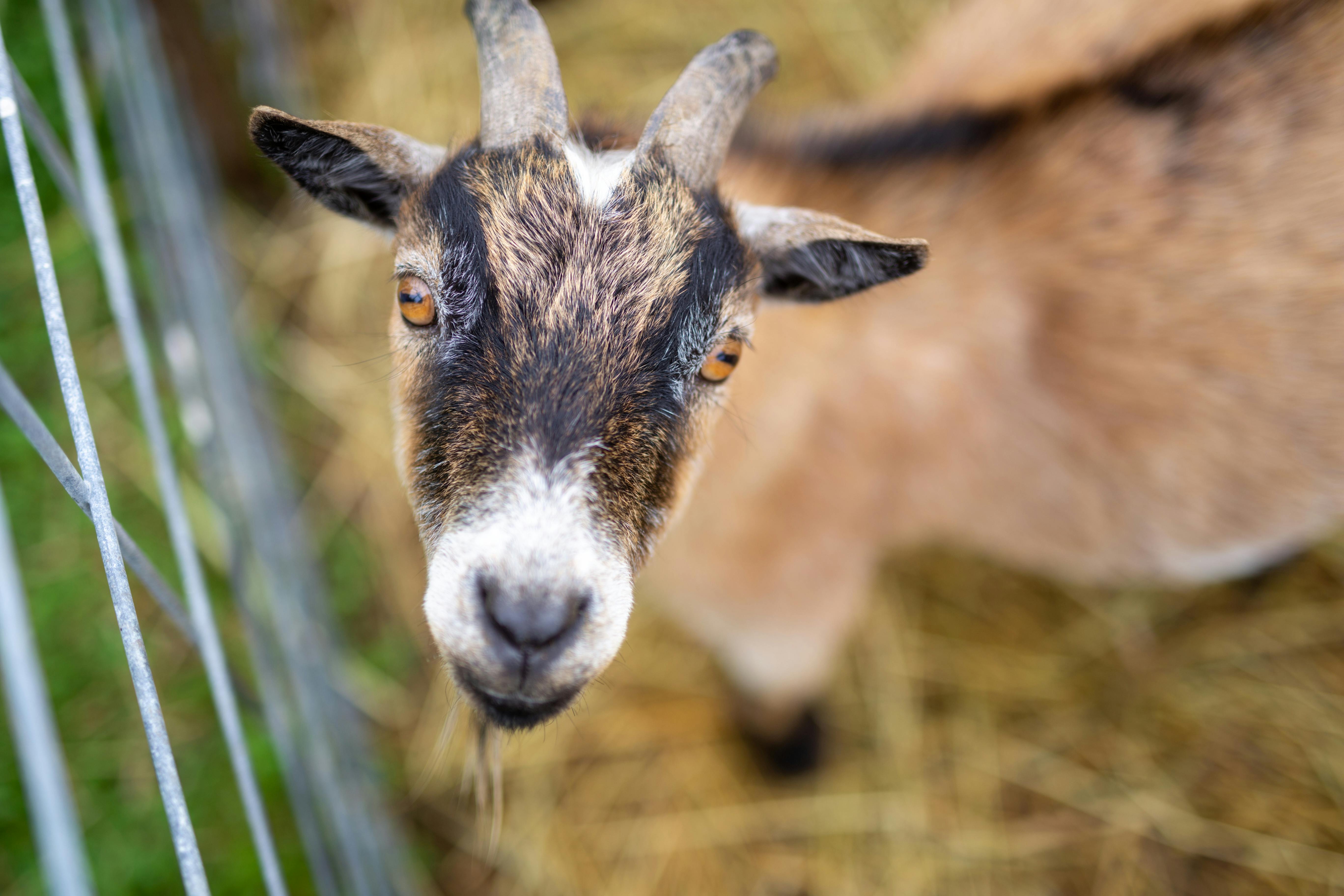 Teenage Girl with a Goat · Free Stock Photo