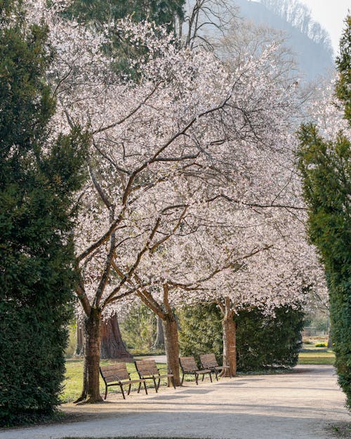 Immagine gratuita di ciliegi, fiori rosa, fioritura