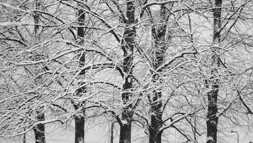 Free Black and white image of snow-covered trees in Helsinki, Finland. Stock Photo
