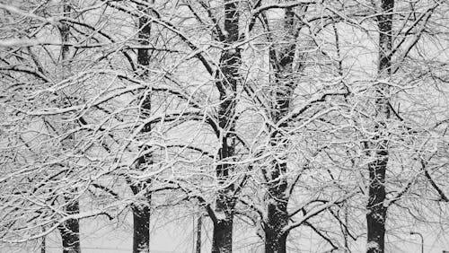 Bezpłatne Darmowe zdjęcie z galerii z czarno-biały, drzewa, las Zdjęcie z galerii