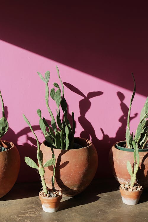 Free Cacti in Pots on Cabinet Stock Photo