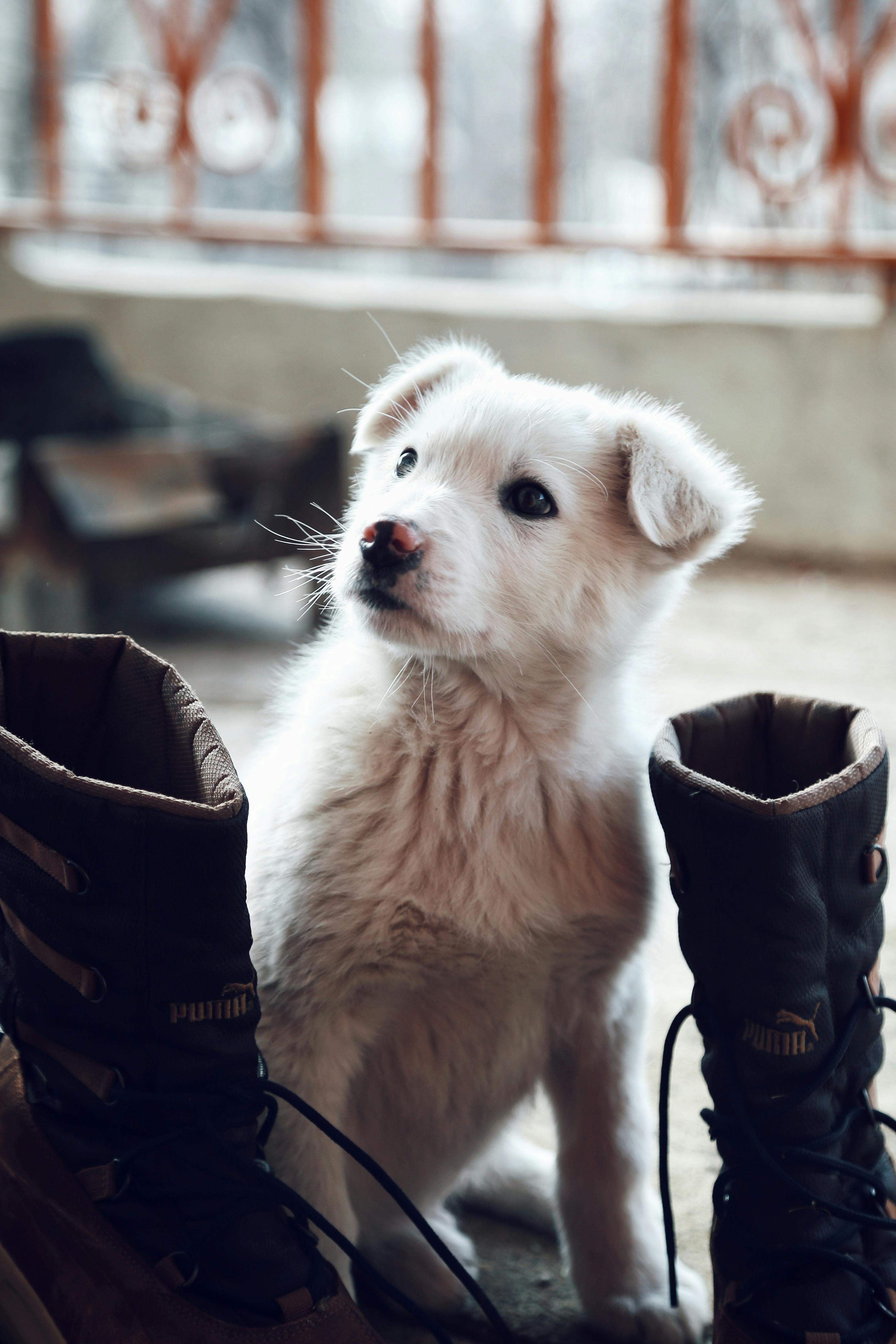 A cute white puppy sitting between brown boots indoors, showcasing its playful nature.