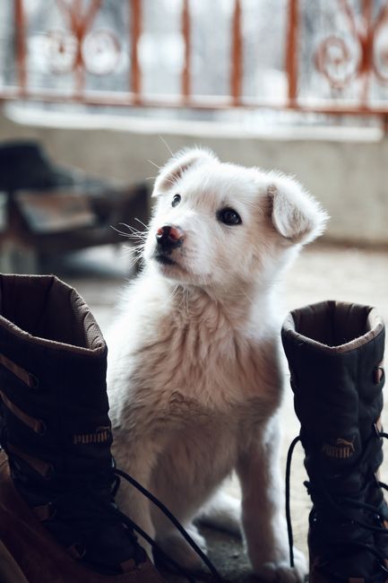 A cute white puppy sitting between brown boots indoors, showcasing its playful nature.