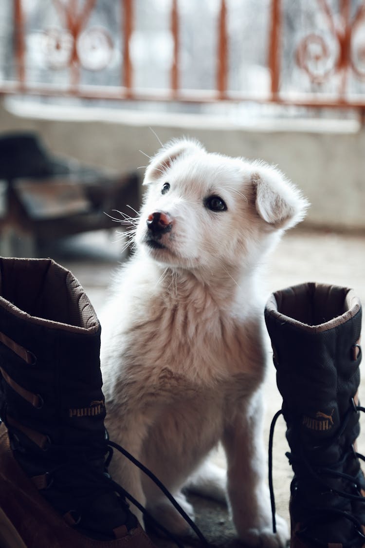 White Puppy Sitting By A Pair Of Shoes