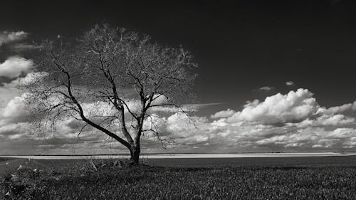 Бесплатное стоковое фото с буря, дерево, небо
