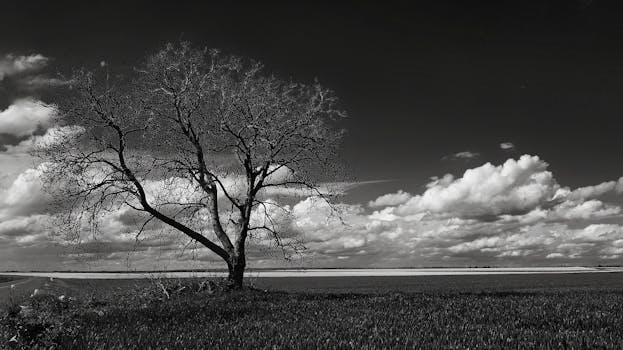 Gray Scale Photo of Leafless Tree Under Cloudy Sky