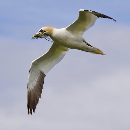 Flying Gannet with Grass in its Beak