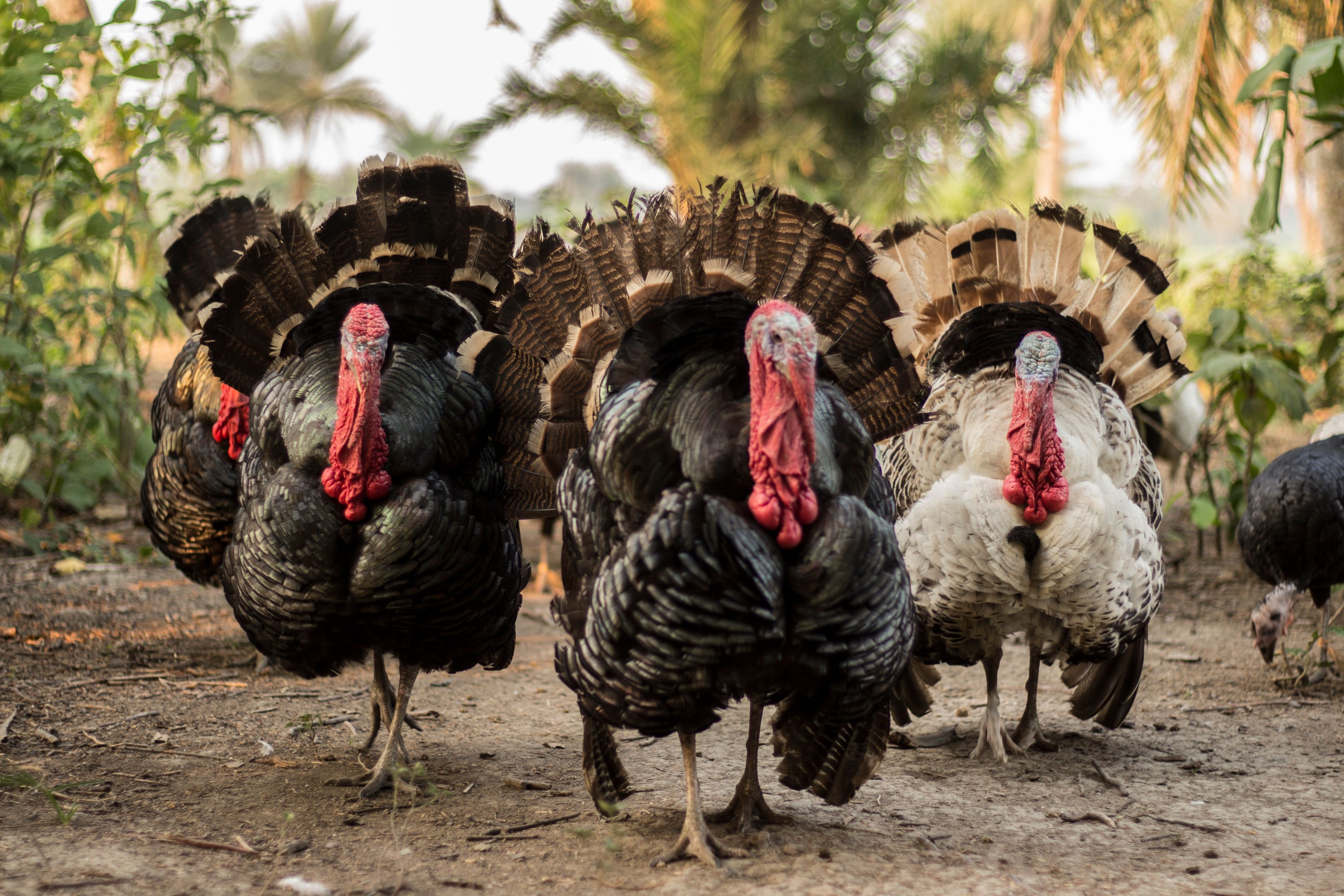 Free Stock Photo Of Chicken Chickens Turkey free-stock-photo-of-chicken-chickens-turkey