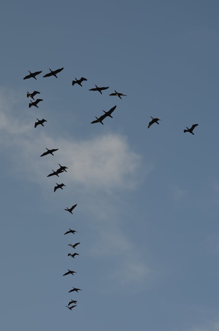 Flying Flock Of Birds 