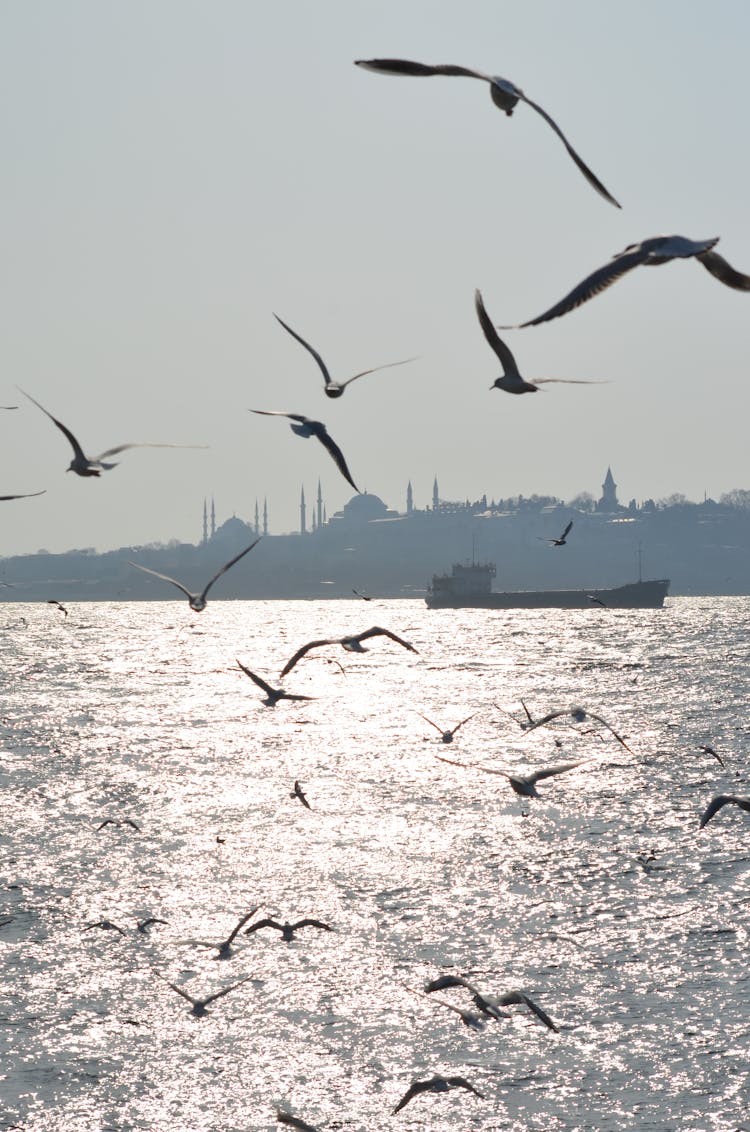 Seagulls Flying Above Sea On Sunset