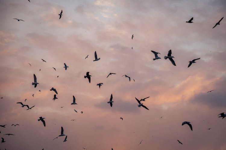 Birds Flying Under Clouds At Dusk