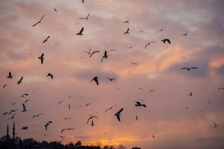 Flying Seagulls At Sunset