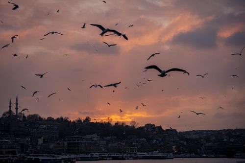 Free A serene view of seagulls flying over Istanbul at sunset with a beautiful skyline. Stock Photo