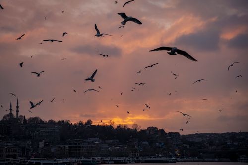 Free Silhouette of seagulls flying over the city of Istanbul during sunset with a dramatic sky. Stock Photo