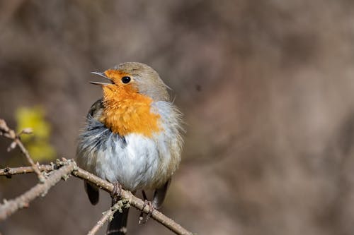 Chirping European Robin Perching on a Twig