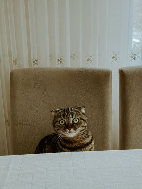 Fotomural Lindo gato atigrado sentado en una silla en la mesa del comedor con cortinas de fondo.