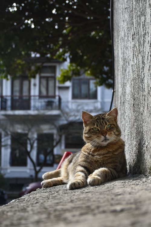 Portrait of a Tabby Cat Lying Outdoors · Free Stock Photo