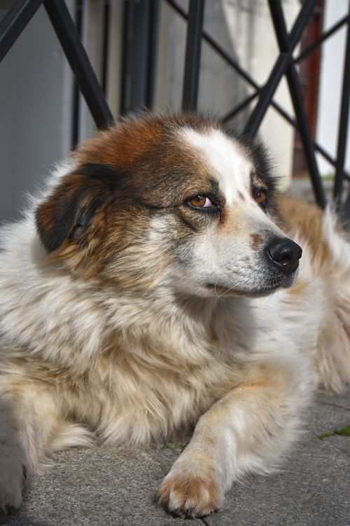 Free A fluffy dog with brown and white fur lying comfortably outdoors. Stock Photo