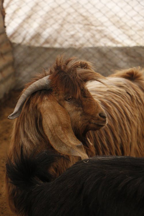 Photo of a Brown Goat 