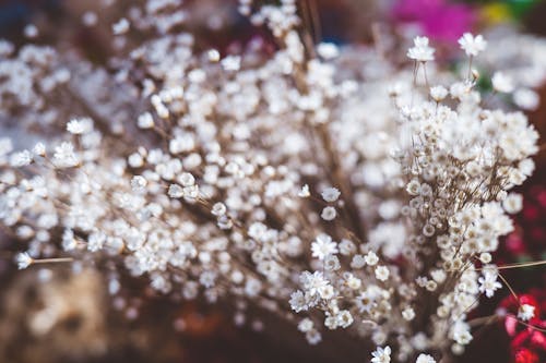 Kostenloses Stock Foto zu blumen, blütenblätter, nahansicht