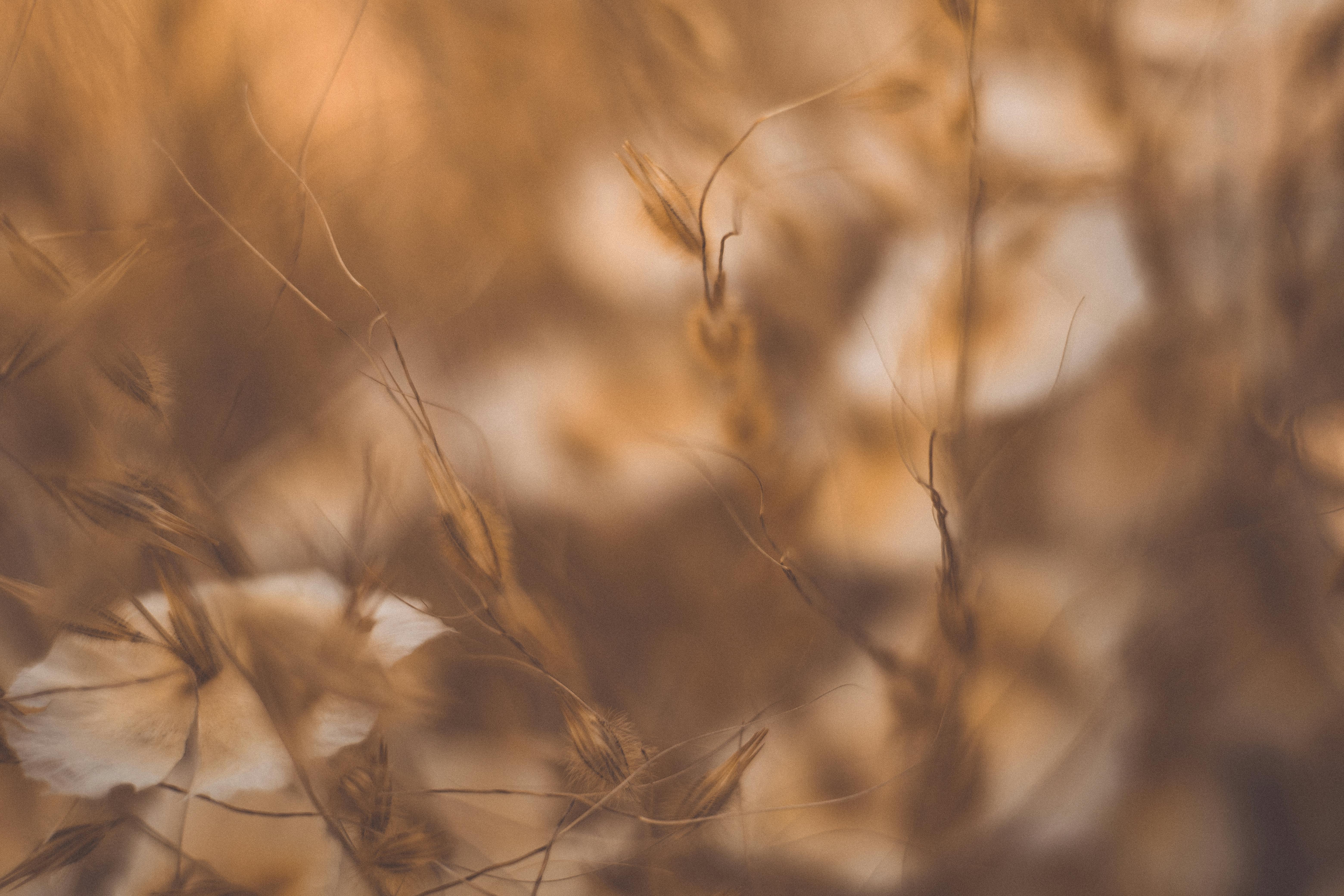 blurry photo of grass and flowers in a field