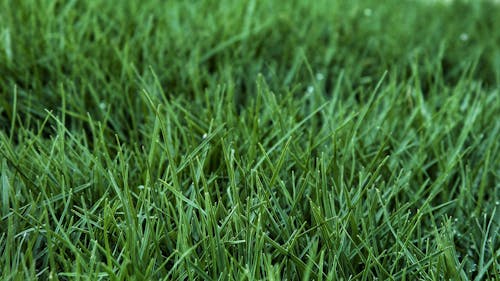 Základová fotografie zdarma na téma lawn grass, louky, pole trávy