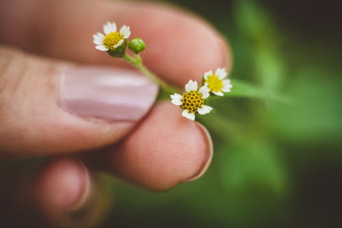 Close-up of Woman Hand Holding Wildflower