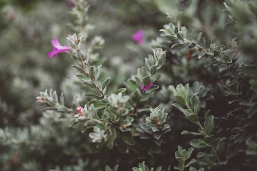 夏天, 植物的, 植物群 的 免费素材图片