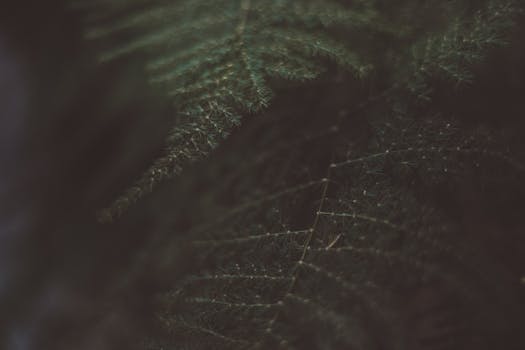 image.mefiz.com