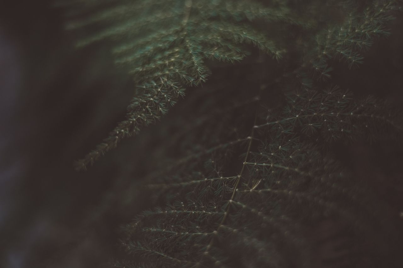 detailed close up of fern leaves with dark and moody lighting highligh