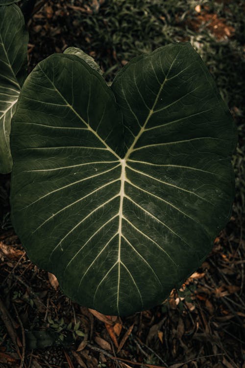 Kostenloses Stock Foto zu aufsicht, blatt, botanisch