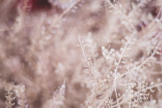 Abstract close-up image of delicate dry twigs with a soft, dreamy focus, showcasing nature's intricate patterns.
