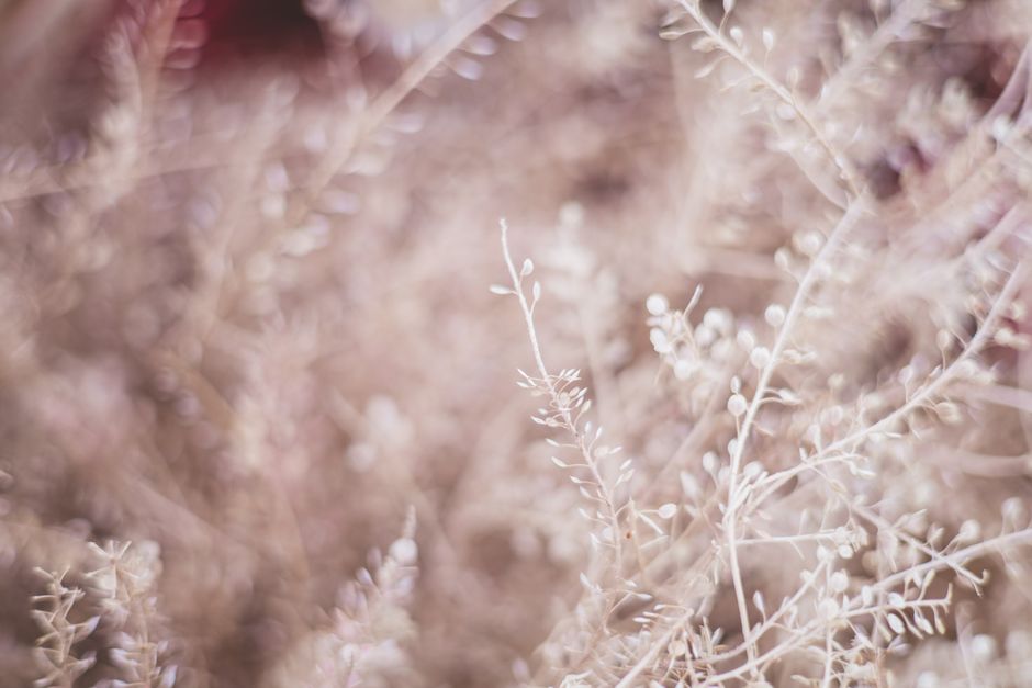 Abstract close-up image of delicate dry twigs with a soft, dreamy focus, showcasing nature's intricate patterns.