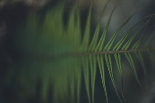 Close-up of Fern Leaf