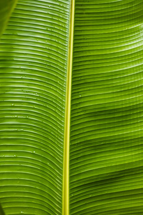 Kostenloses Stock Foto zu blatt, flora, grün