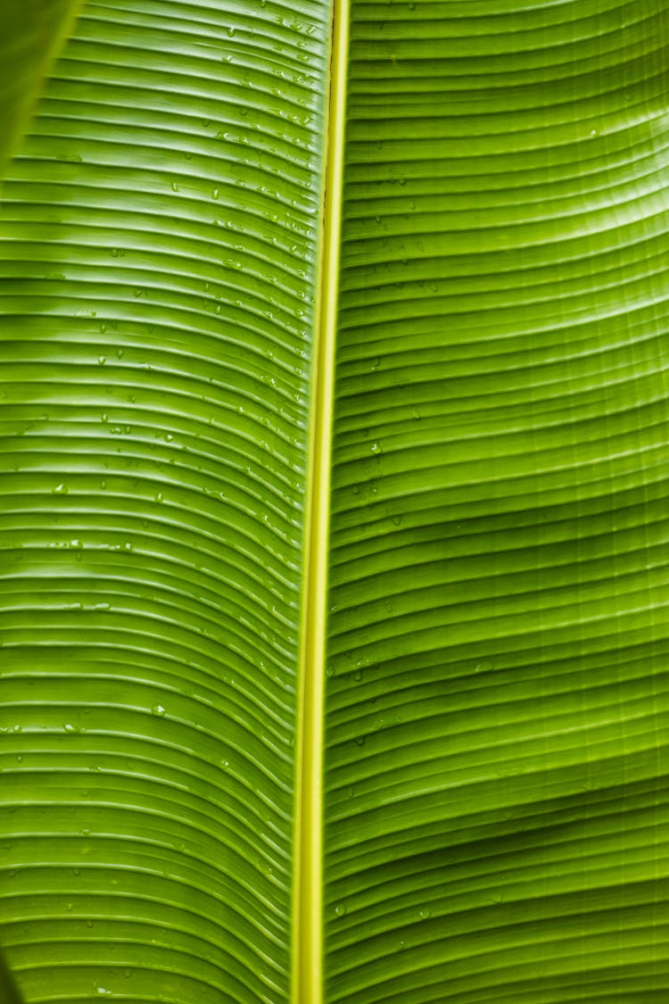 Ribbing At The Back Of A Leaf