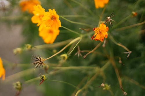 Kostenloses Stock Foto zu blühen, blumen, frühling