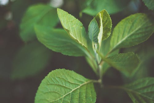 Close-up of Plant with Green Leaves in Garden