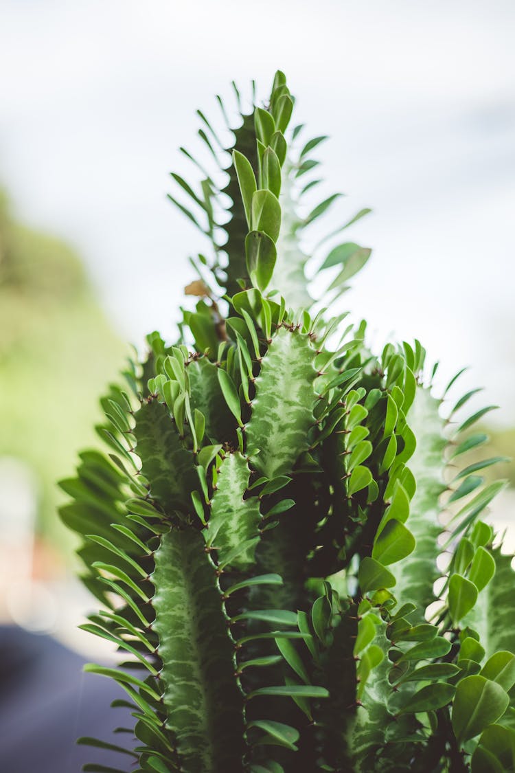 Growth Of Leaves On A Succulent