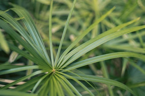 Gratis arkivbilde med blader, botanisk, flora