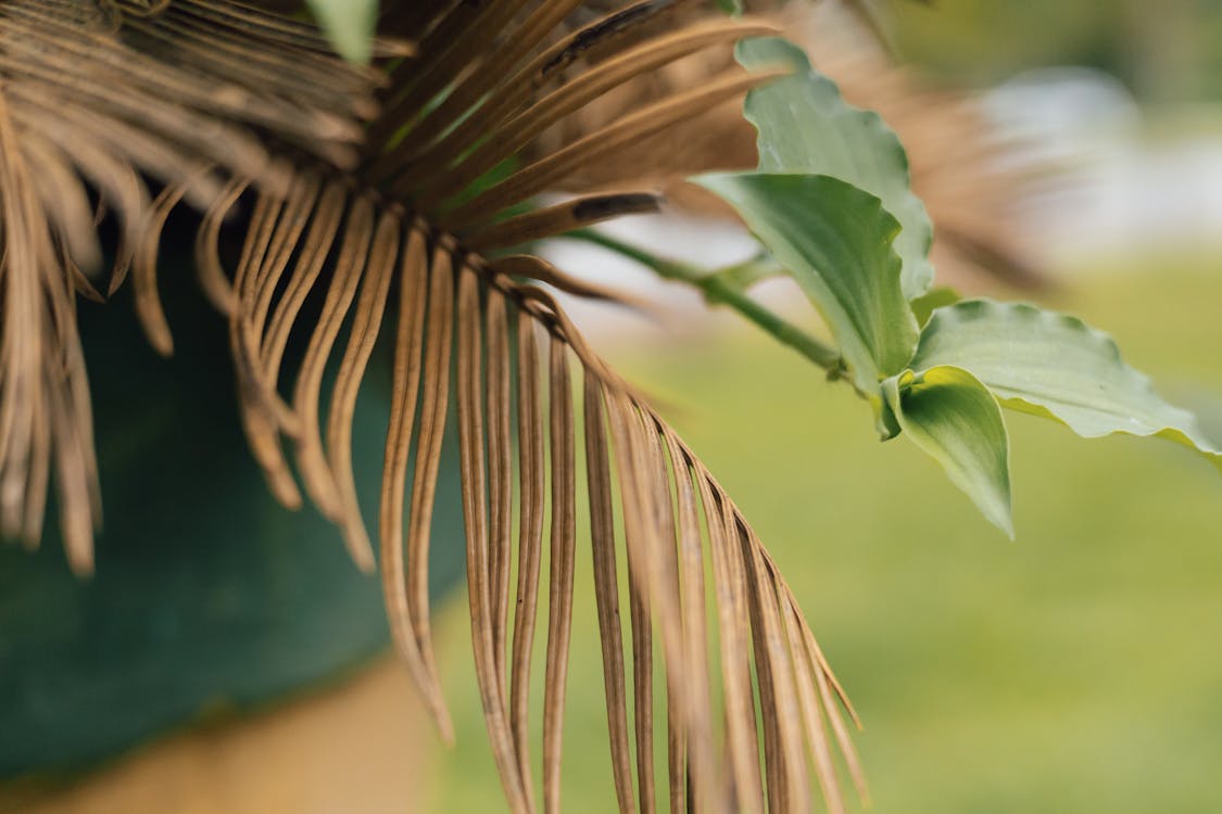 Kostnadsfri bild av botanisk, exotisk, flora