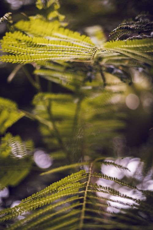 Free Detailed close-up of vibrant green fern fronds in a natural forest setting. Stock Photo