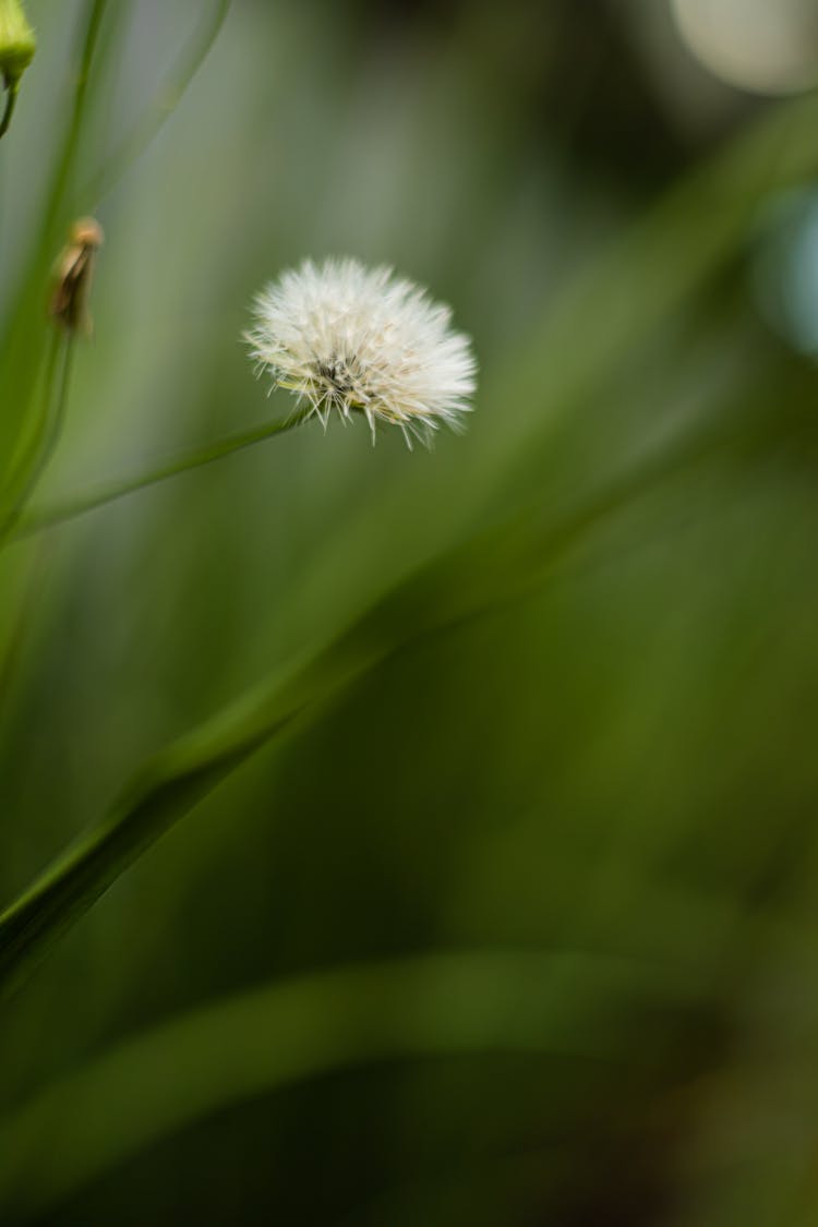 Seed Head Of Dandelion