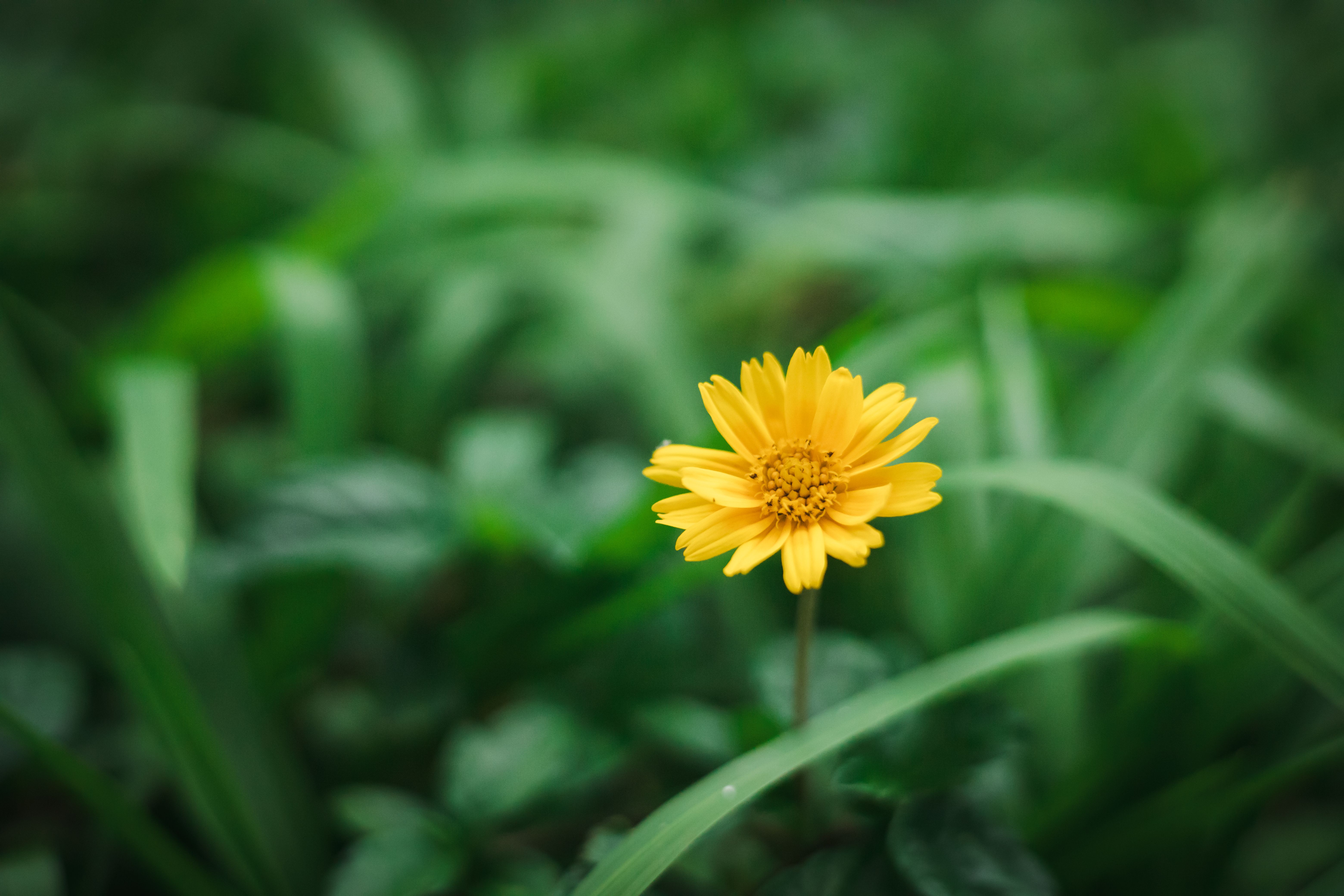 Close up of Yellow Flower · Free Stock Photo