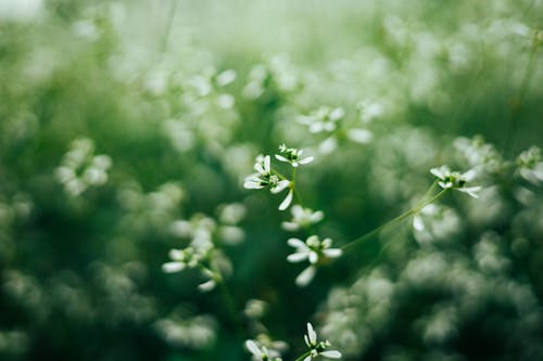 Бесплатное стоковое фото с белые цветы, весна, завод