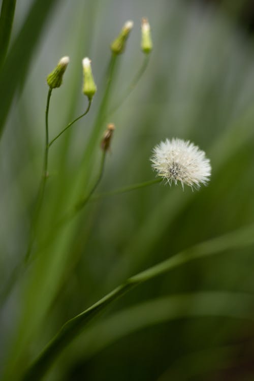 Green Buds and a Seed Head of a Dandelion