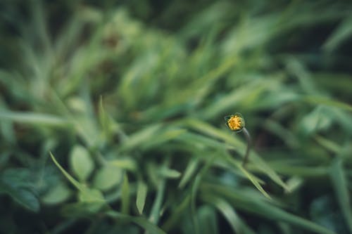 Foto profissional grátis de flor amarela, flora, foco seletivo