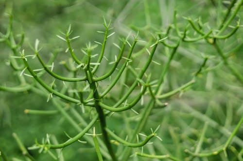 Kostnadsfri bild av botanisk, flora, indisk trädspor