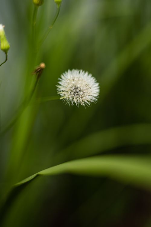 Free A close-up of a delicate dandelion seed head surrounded by lush green leaves, showcasing nature's beauty. Stock Photo
